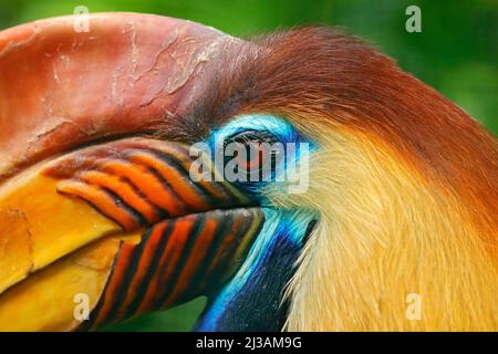 Orangefarbener und blauer Vogelkopf. Hornbill, Rhyticeros cassidix, aus Sulawesi, Indonesien. Seltene exotische Vogel Detail Augenportrait. Große rote Augen. Wunderschön Stockfoto