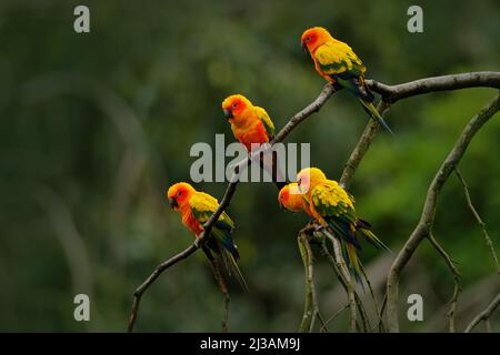 Sonnensittich, Aratinga solstitialis, seltener Papagei aus Brasilien und Französisch-Guayana. Portrait gelb grüner Papagei mit rotem Kopf. Vogel aus Südamerika. W Stockfoto