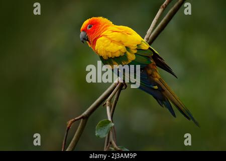 Sonnensittich, Aratinga solstitialis, seltener Papagei aus Brasilien und Französisch-Guayana. Portrait gelb grüner Papagei mit rotem Kopf. Birrd aus Südamerika. Stockfoto