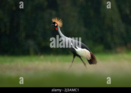 Kran im Regen. Grauer Kranich, Balearica regulorum, mit dunklem Hintergrund. Vogelkopf mit goldenem Wappen in schönem Abendlicht. Sonnenuntergang in Natu Stockfoto
