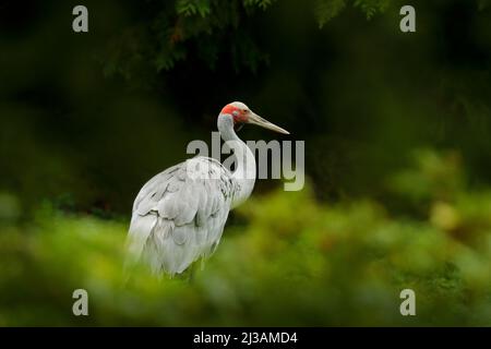 Brolga Crane, Antigone rubicunda, mit dunkelgrünem Hintergrund. Vogel im Lebensraum, Krene in grüner Waldvegetation. Wildlife-Szene aus Australien. Ar Stockfoto