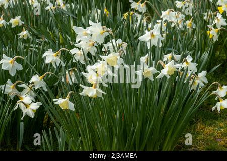 Teppich aus Narzissen im Frühjahr Stockfoto