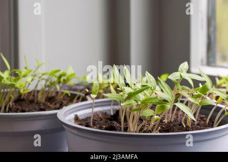 Nahaufnahme mehrerer Töpfe mit jungen Tomatenpflanzen-Setzlingen vor einem Fenster. Stockfoto