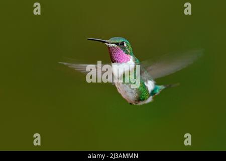 Kleiner Kolibri. Weißbauchiger Woodstar, Chaetocercus mulsant, Kolibri mit hellgrünem Hintergrund, Vogel aus Tandayapa, Ecuador. Wildtierszene Stockfoto