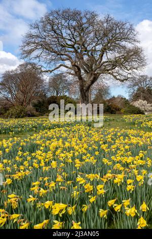 Teppich aus Narzissen im Frühjahr Stockfoto