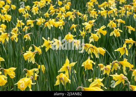 Teppich aus Narzissen im Frühjahr Stockfoto