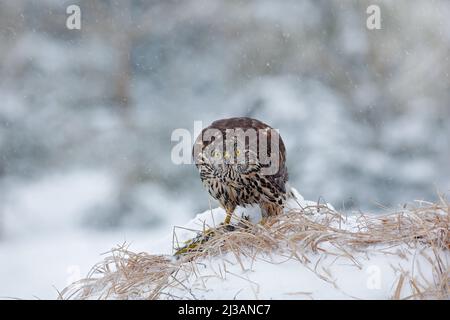 Vogel mit Fang Grünspecht. Greifvogeltier Goshawk tötet Vogel und sitzt auf der Schneewiese mit offenen Flügeln, verschwommen verschneiten Wald im Hintergrund. W Stockfoto