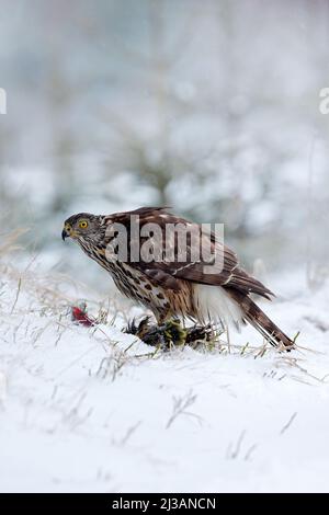 Wildlife-Szene aus Schweden Natur. Greifvogeltier Goshawk tötet Vogel und sitzt auf der Schneewiese mit offenen Flügeln, verschwommen verschneiten Wald im Hintergrund. Stockfoto