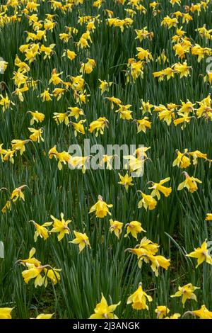 Teppich aus Narzissen im Frühjahr Stockfoto