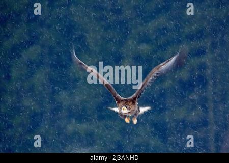 Erster Schnee im Wald. Greifvögel Seeadler, Haliaeetus albicilla, fliegend mit Schneeflocke, dunkler Wald im Hintergrund. Adler mit Schneeflocke. Stockfoto