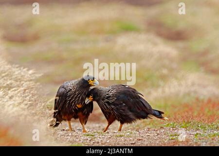 Zwei Raubvögel Strietelte Karakara, Phalcoboenus australis, die im Gras sitzen, Falkland-Inseln. Tierverhalten. Vogelliebe in der Natur. Wildtiere s Stockfoto