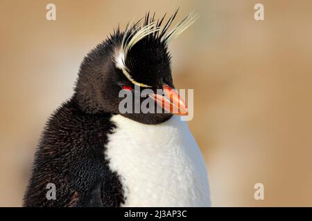 Rockhopper Pinguin, Eudytes chrysocome, Detail-Porträt von seltenen Vögeln, in den Felsen Natur Lebensraum, schwarz und weiß Seevogel, Sea Lion Island, Falkland Stockfoto