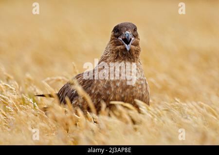 Vogel aus Norwegen. Brauner Skua, Catharacta antarctica, Wasservögel im Herbstgras sitzend, Abendlicht. Detail Porträt von Seevögel. Tierarten-Scen Stockfoto