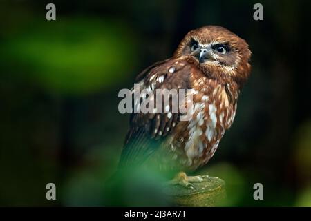 Braunholzkauz, Strix leptogrammica, seltener Vogel aus Asien. Malaysia schöne Eule in der Natur Wald Lebensraum. Vogel aus Malaysia. Fischeule sitzt darauf Stockfoto