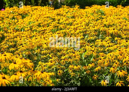 Blumen, Rudbeckia fulgida, goldener Sturm, gelbe Koneblume Stockfoto