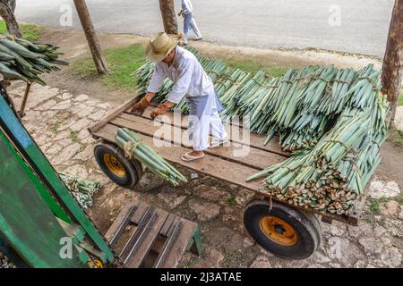 Lieferung von henequen Agaves, Landwirtschaftsmuseum, Produktion von Sisal-Fasern, Hacienda Sotuta de Peon, Yucatan, Mexiko Stockfoto