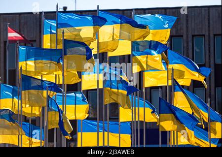 Viele Nationalflaggen der Ukraine flattern im Wind Stockfoto