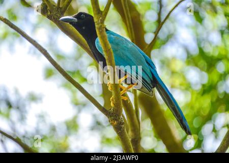 Yucatan jay (Cyanocorax yucatanicus), Mexiko Stockfoto