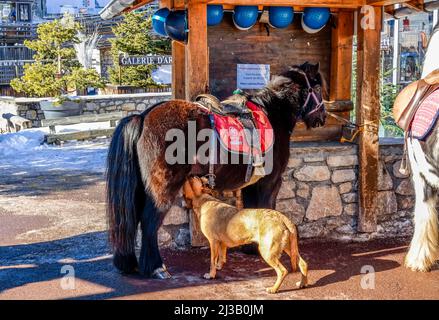 Hund trinkt Milch von Pony, Courchevel, Savoie Department, Frankreich Stockfoto