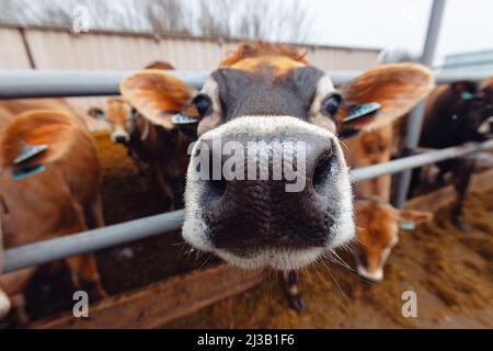 Portrait Smile Jersey cow zeigt Zunge Sonnenuntergang Licht. Moderne Landwirtschaft Milch-und Fleischproduktion Viehwirtschaft. Stockfoto