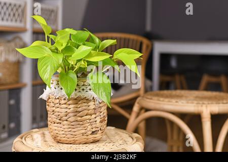 Tropische 'Epipremnum Aureum Lemon Lime'-Zimmerpflanze mit neongrünen Blättern im Blumentopf auf dem Tisch im Wohnzimmer Stockfoto