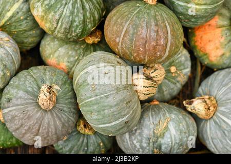 Draufsicht auf Haufen grüner Kabocha-Squashes Stockfoto