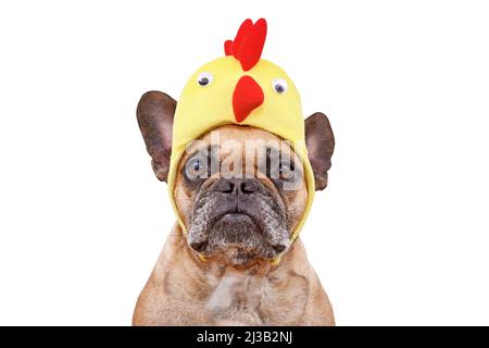 Lustige französische Bulldogge Hund trägt Osterkostüm Hühnerhut auf weißem Hintergrund Stockfoto