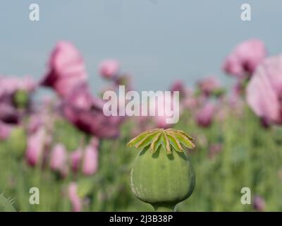 Nahaufnahme einer Mohnkapsel, im Hintergrund ein rosenblühendes Mohnfeld Stockfoto