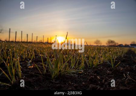 Blätter von junger gekeimter Gerste vor dem Hintergrund brillanten, hellen Sonnenlichts, Tau Tropfen auf Sprossen von gekeimtem Getreide. Selektiver Fokus. Stockfoto