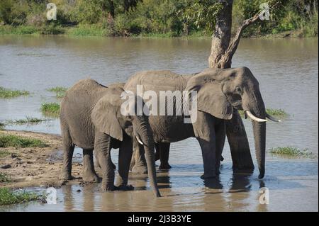 Eine große Herde afrikanischer Elefanten unten am Fluss, bei einem Drink. Krüger National Park, Südafrika. Stockfoto