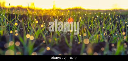 Blätter von junger gekeimter Gerste vor dem Hintergrund brillanten, hellen Sonnenlichts, Tau Tropfen auf Sprossen von gekeimtem Getreide. Selektiver Fokus. Stockfoto