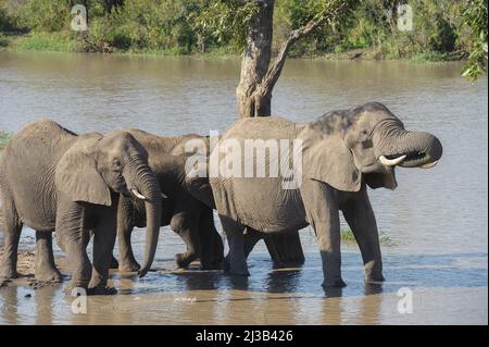 Eine große Herde afrikanischer Elefanten unten am Fluss, bei einem Drink. Krüger National Park, Südafrika. Stockfoto