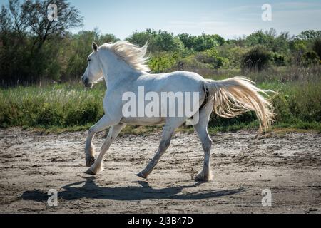 Camargue, Frankreich, April 27 2019 : Weisse Pferde und zwei Hüter laufen im ganzen Wasser im Sumpf der Camargue, Frankreich. Stockfoto