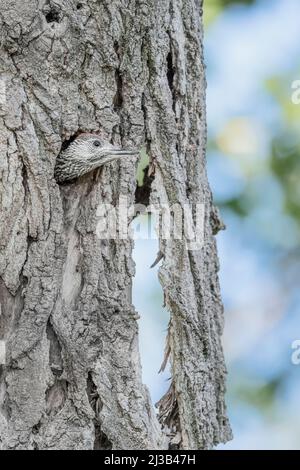 Hungriger Specht auf Nest wartet Mutter zu füttern (Picus virdis) Stockfoto