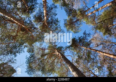 Pinus sylvestris Pinien im Wald gegen blauen Himmel Stockfoto