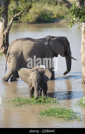 Teil einer großen Herde afrikanischer Elefanten unten am Fluss, bei einem Drink. Krüger National Park, Südafrika. Stockfoto