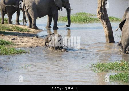 Elefantenbaby spielt im Fluss, Teil einer großen Herde im Krüger Nationalpark. Stockfoto