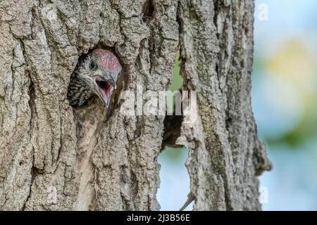 Hungriger Specht auf Nest wartet Mutter zu füttern (Picus virdis) Stockfoto