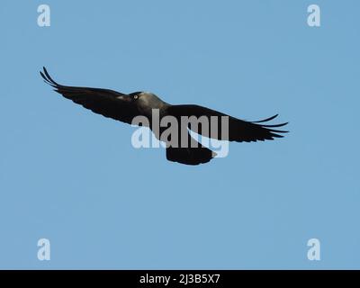 Dieses Paar Jackdaws begann im März an einem traditionellen Ort in einem verlassenen Haus auf Islay mit dem Nestbau. Stockfoto