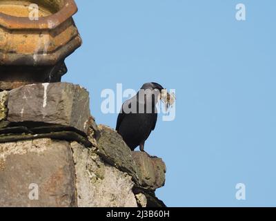 Dieses Paar Jackdaws begann im März an einem traditionellen Ort in einem verlassenen Haus auf Islay mit dem Nestbau. Stockfoto