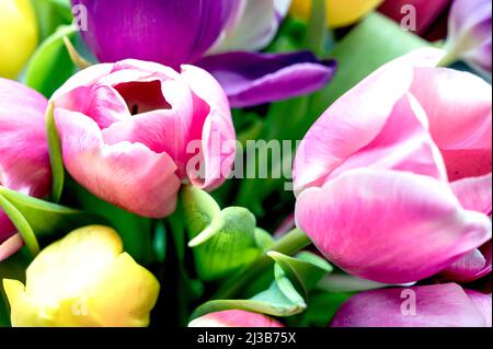 Bunte Tulpenbüschel; Bunter Tulpenstrauß Stockfoto