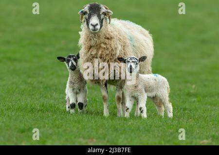 Swaledale Mutterschafe mit ihren zwei jungen Swaledale Maultierlämmern im frühen Frühling. Blick nach vorne in grüner Wiese, Yorkshire Dales, Großbritannien. Nahaufnahme. Sauber BA Stockfoto