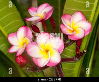 Eine Ansammlung von spektakulären, ungewöhnlich lebendigen roten, weißen und gelben duftenden Frangipani-Blüten, Plumeria rubra 'Danai Delight', auf dem Hintergrund von grünen Blättern Stockfoto