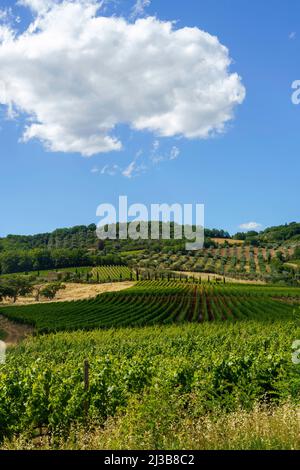 Ländliche Landschaft in der Nähe von Montalcino, Provinz Siena, Toskana, Italien, im Sommer. Weinberge Stockfoto