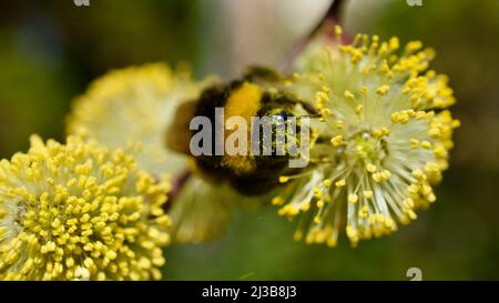 Honigbiene sammelt Pollen von Blüten, die im Frühjahr blühen. Honigbiene sammelt Pollen. Honigbiene mit Staubpollen bedeckt. Auf die Fokusbiene, in diffe Stockfoto