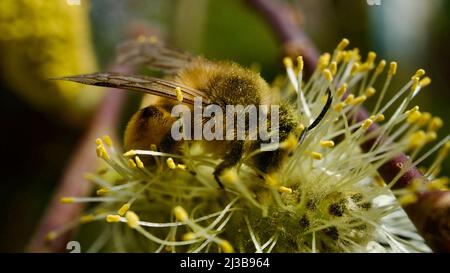Honigbiene sammelt Pollen von Blüten, die im Frühjahr blühen. Honigbiene sammelt Pollen. Honigbiene mit Staubpollen bedeckt. Auf die Fokusbiene, in diffe Stockfoto