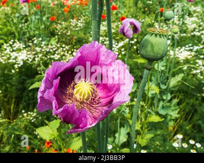Rosa türkische Mohnblume mit Kapsel mit einer wilden Wiese im Hintergrund Stockfoto