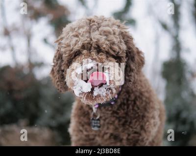 Ein Porträt einer niedlichen braunen Lagotto Romagnolo italienischen Hunderasse mit einem verschneiten Mund Stockfoto