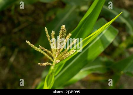 Die Maispflanze ist einhäusig und trägt männliche Blüten in der Quaste und weibliche Blüten an den seitlichen Ohrsprossen derselben Pflanze. Mais oder Zea mays ist Stockfoto