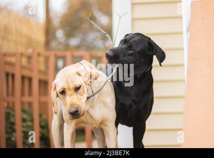 Eine Nahaufnahme von zwei Labradors, die miteinander spielen. Stockfoto